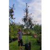 Sorbus intermedia Brouwers