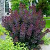 Ruj vlasatá - Cotinus coggygria ´Royal Purple´ ® - 100 - 130 cm, C 12