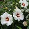 Hibiscus syriacus ´Red Heart´