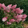 Hydrangea paniculata VANILLE FRAISE