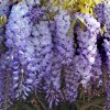 Vistárie čínská - Wisteria sinensis ´Prolific´ -  180 - 200 cm - Exkluziv  Wisteria sinensis