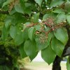 Cornus controversa