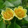 Liliovník tulipánokvětý - Liriodendron tulipifera - ok 14/16  Okrasné stromy