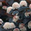 Physocarpus opulifolius Diabolo