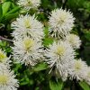 fothergilla major