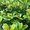 vyr 3830 Prunus laurocerasus Ani