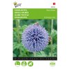 Semena Bělotrn ´Blue Globe´ - 0,5 gramu  Semena Buzzy ®