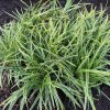 Ostřice - Carex morrowii  ´Ice Dance´  Carex morrowii
