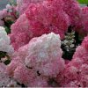 Hortenzie latnatá - Hydrangea pan. ´Sundae Fraise´ ® - 12 l