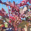 Physocarpus opulifolius Lady in Red 2