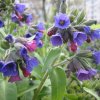 Pulmonaria angustifolia azurea