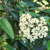 Kalina pražská ´Pragense´ - Viburnum ´Pragense´- 4 l  Okrasné keře