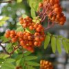 Jeřáb ptačí - Sorbus aucuparia - ok 8/10