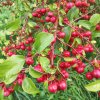 Malus Red Sentinel