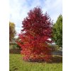 Ambroň západní - Liquidambar styraciflua - 150 - 170 cm