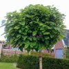 Katalpa - Catalpa ´Nana´ - výška kmene 180 cm