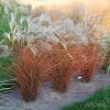 Ozdobnice čínská  - Miscanthus sinensis - Graziella - 3 l