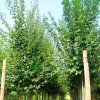 acer Lienco