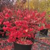 Euonymus Compactus Aronie Arbo 2