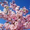 Višeň chloupkatá, sakura - Prunus ´Accolade´ - ok 10-12