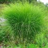 Ozdobnice čínská - Miscanthus sinensis ´Gracillimus´ - 5 l