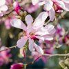 magnolie leonard messel