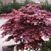 Japonský javor - Acer palmatum ´Bloodgood´ - 150 - 180 cm