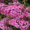 Komule davidova - Buddleja davidii ´Pink Delight´ - 2 l