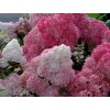 Hortenzie latnatá - Hydrangea paniculata ´Sundae Fraise´ ® - 2 l