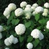 hydrangea arborescens strong annabelle
