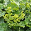 Alchemilla mollis´Auslese´ www.zahradnictvi aronie.cz