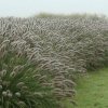 Dochan psárkovitý - Pennisetum alopecuroides ´Lady U´ - 2 l