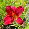 Hemerocallis Kolbe Zahradnictvi Aronie