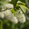 Prunus maackii Amber Beauty