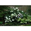 Hortenzie stromkovitá - Hydrangea arborescens ´Annabelle´ - 110 - 120 cm, 12 l  Okrasné keře
