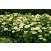 Hortenzie stromkovitá - Hydrangea arborescens ´Annabelle´ - 110 - 120 cm, 12 l  Okrasné keře