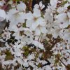 Okrasná zakrslá slivoň ´Brillant´ - vzrostlý keř  Prunus kurilensis