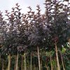 Tavola kalinolistá ´Lady in Red´ ® - Physocarpus op. - na kmínku