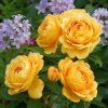 Růže David Austin ´Golden Celebration´