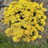 Achillea Terracota Yellow