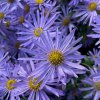 Aster amellus 'Rudolph Goethe