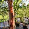 Betula albosinensis ´Fascination´ 2