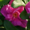 rosa rugosa Red Foxi