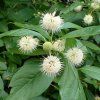 Cephalanthus occidentalis