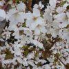 Prunus nipponica Brillant