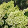 Hydrangea Skyfall hortenzie Skyfall www.zahradnictvi aronie.cz