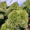 Hydrangea Skyfall cz hortenzie Skyfall www.zahradnictvi aronie.cz