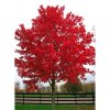 Acer rubrum October Glory