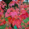 acer rubrum october glory
