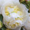 pivonka Duchesse de Nemours